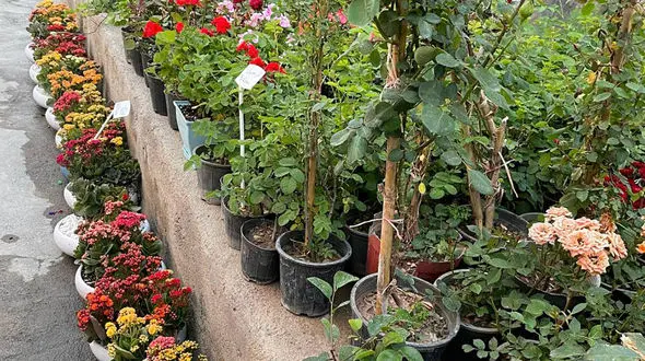 فال ابجد امروز / 30 فروردین + فیلم