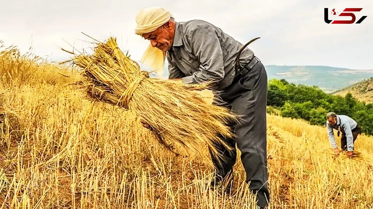 پرداخت نیمی از مطالبات گندم‌کاران تا 6 روز آینده 
