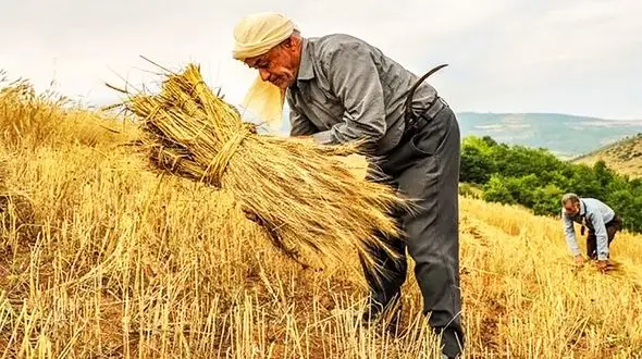 خطر فروپاشی معیشتی گندمکاران؛ از ترک زمین و فروش اموال تا حراج گندم به دلالان! + صوت