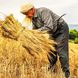 خطر فروپاشی معیشتی گندمکاران؛ از ترک زمین و فروش اموال تا حراج گندم به دلالان! + صوت