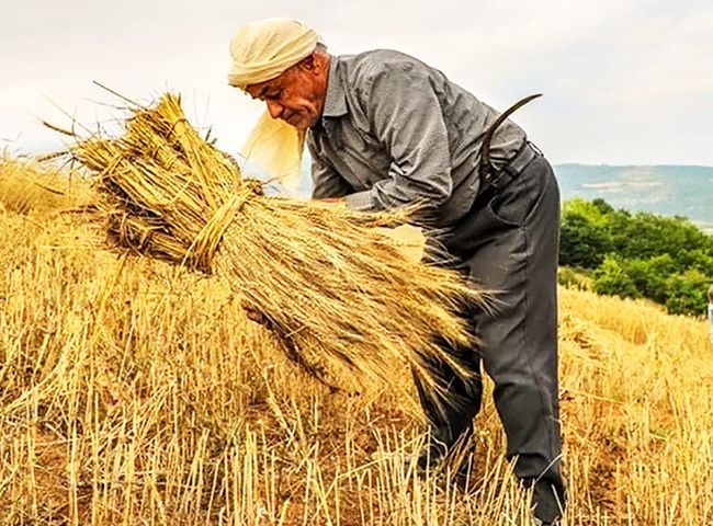 تاخیر در تعیین قیمت خرید تضمینی ؛آفتی بر جان خوشه‌های گندم / انتظار از وزارت جهاد کشاورزی و مجلس برای اقدام فوری