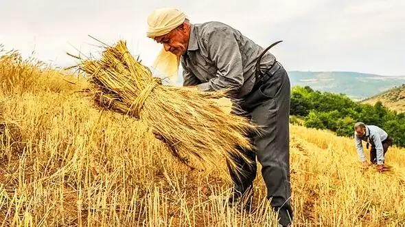 پرداخت 95 درصد مطالبات گندمکاران