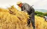 خطر فروپاشی معیشتی گندمکاران؛ از ترک زمین و فروش اموال تا حراج گندم به دلالان! + صوت
