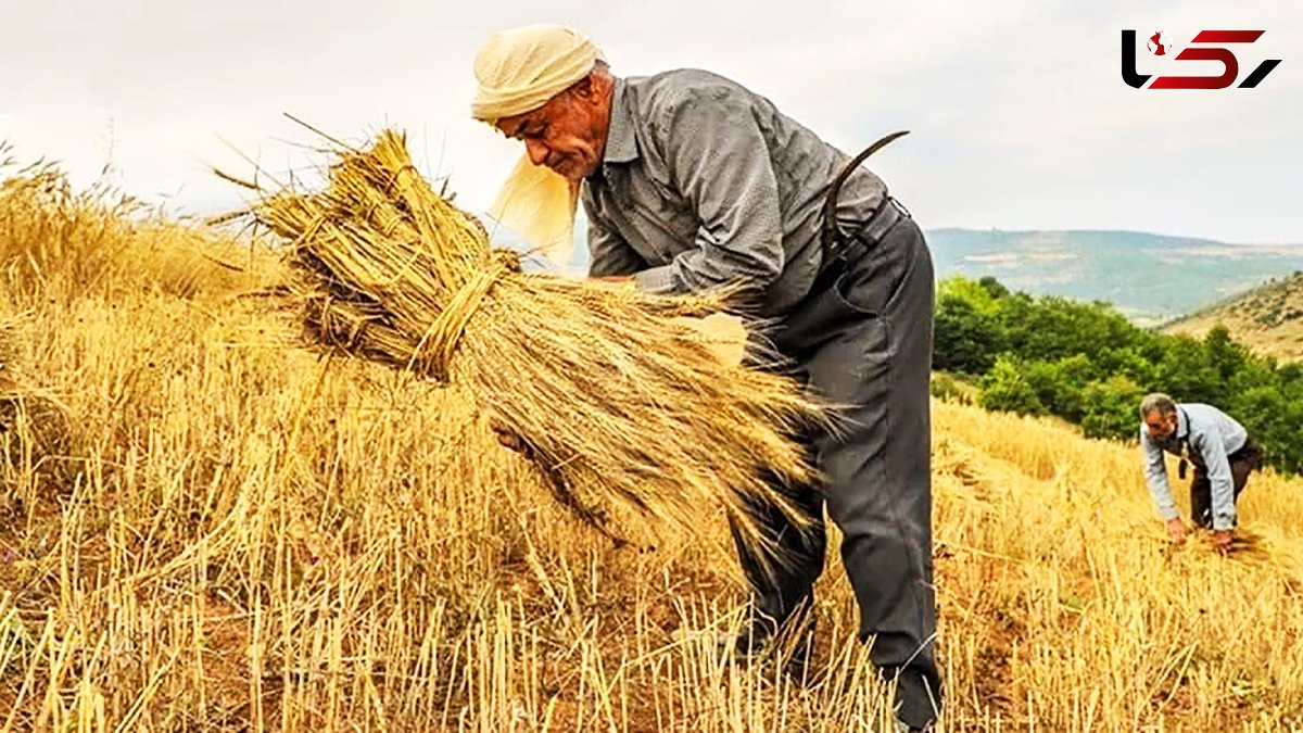 خطر فروپاشی معیشتی گندمکاران؛ از ترک زمین و فروش اموال تا حراج گندم به دلالان! + صوت