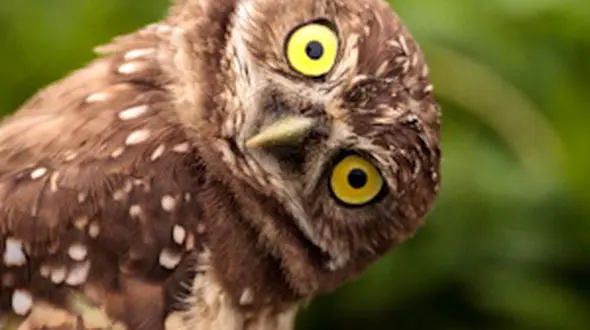 از استتار جغد تا زیبایی گله اسب های وحشی