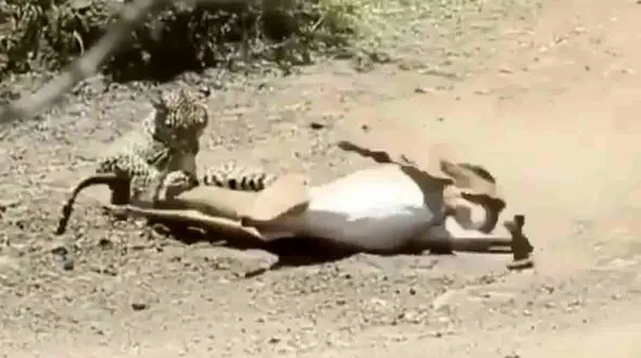 فیلم شکار غزال توسط پلنگ + فیلم