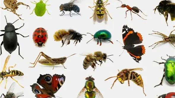 پشه و مگس ناقل ویروس نیستند اما عامل جا به جایی آن هستند