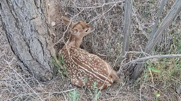 تولد نخستین گوساله گوزن زرد ایرانی در آذربایجان غربی