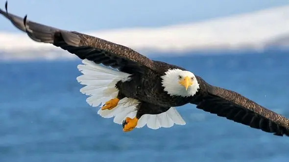 عقاب به پهپاد هم رحم نکرد + عکس حمله این حیوان!