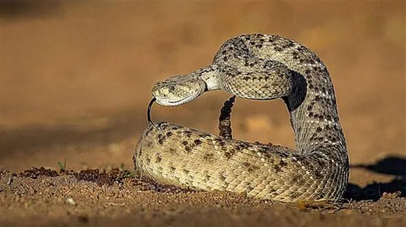 فیلم دیدنی از ابهت مار زنگی