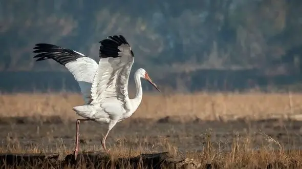 "رویا" زنده گیری شد/ درنای بلژیکی کنار محیط بانان فریدون کنار خواهد ماند