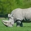 دو درگیری بین حیوانات