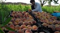 صادرات ۴۲ میلیون دلاری بخش کشاورزی در لرستان/ ۲۸ درصد اشتغال استان مربوط به بخش کشاورزی است