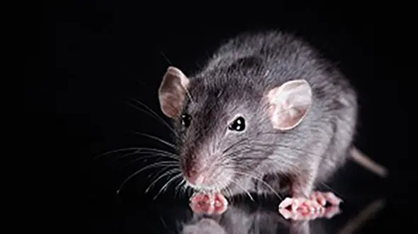 فروش شیرینی با طعم موش در دزفول