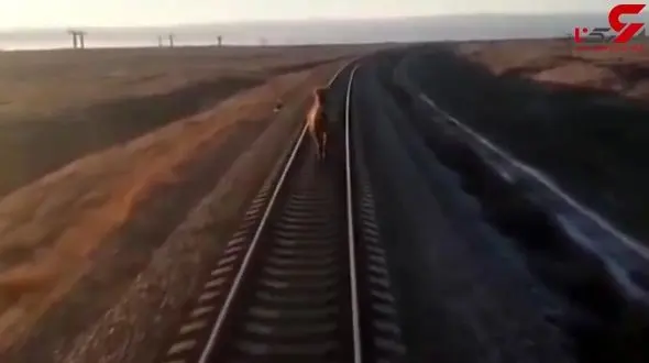 فیلم دیدنی از تاخیر 44 دقیقه ای قطار به خاطر شتر بی خیال 