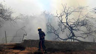 آتش سوزی درختان در کیش 