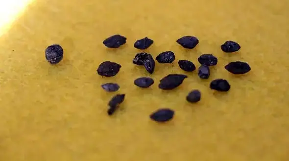 کشفیات عجیب در آشپزخانه کاخ هخامنشی + عکس