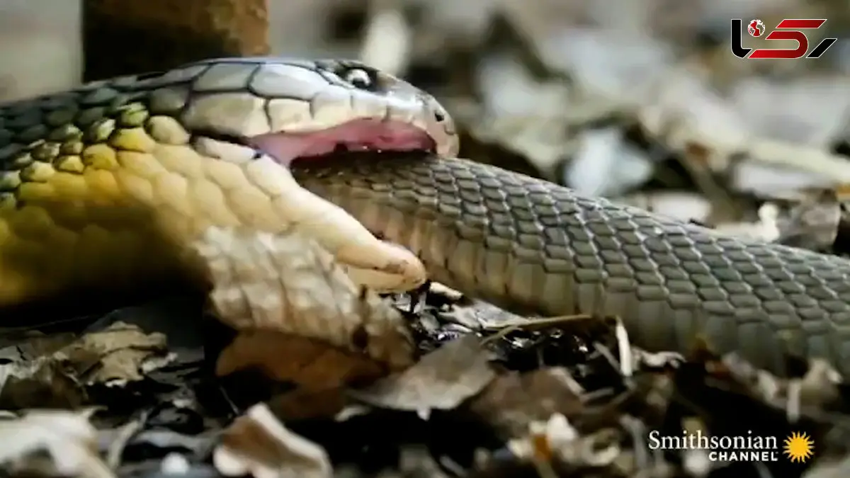 فیلم همنوع خواری مار