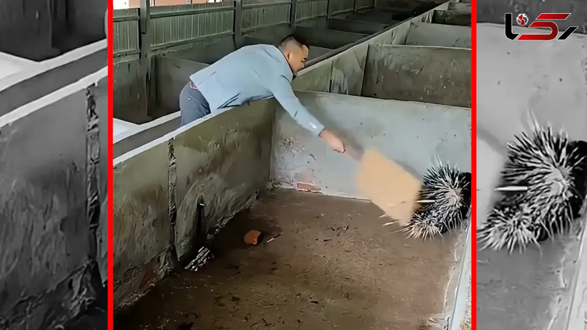 فیلم اقدامی جالب برای نجات جوجه تیغی