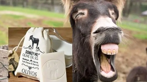 عکس ها / پنیر الاغ کیلویی 25 میلیون تومان در شمال تهران ! /  گوش گاو خاص کیلویی 35 میلیون تومان / پز نیست سبک زندگیشونه !