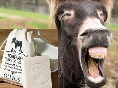 عکس ها / پنیر الاغ کیلویی 25 میلیون تومان در شمال تهران ! /  گوش گاو خاص کیلویی 35 میلیون تومان / پز نیست سبک زندگیشونه !