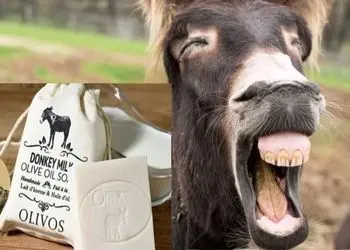 عکس ها / پنیر الاغ کیلویی 25 میلیون تومان در شمال تهران ! /  گوش گاو خاص کیلویی 35 میلیون تومان / پز نیست سبک زندگیشونه !