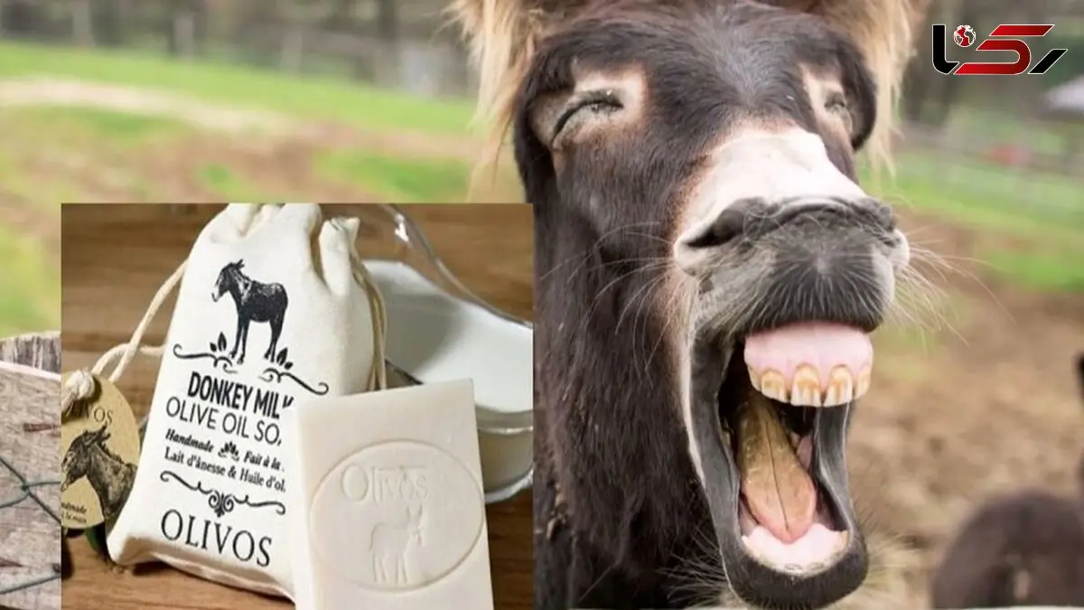 عکس ها / پنیر الاغ کیلویی 25 میلیون تومان در شمال تهران ! /  گوش گاو خاص کیلویی 35 میلیون تومان / پز نیست سبک زندگیشونه !