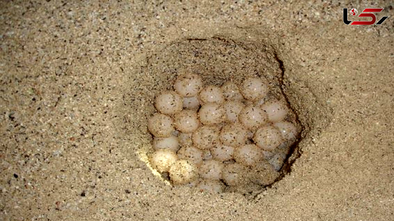 شناسایی متخلفانی که آشیانه تخم لاکپشت‌ها را در بوشهر حفاری می‌کردند