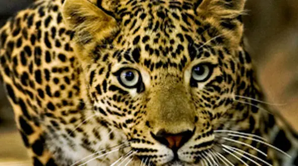 از جنگ پلنگ ها تا میمون های شکمو