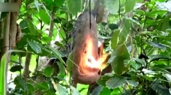 کشتار مورچه ها با مواد محترقه مخصوص چهارشنبه سوری+ فیلم تلخ