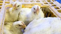 کشف یک تن و ۲۰۰ کیلوگرم مرغ زنده قاچاق در چگنی
