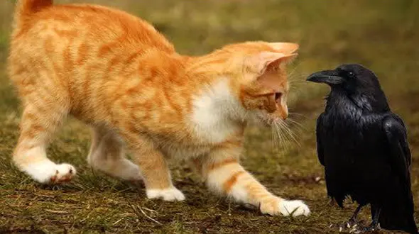 فیلم حمله  کلاغ به  غذای یک سگ و گربه / ببینید و شوکه شوید