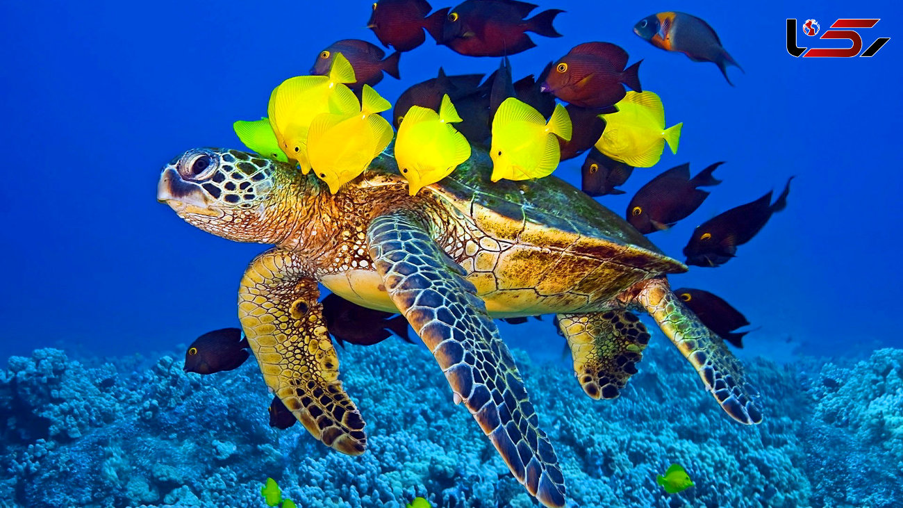 کدام گونه‌های دریایی دربرابر تغییرات آب‌وهوایی آسیب‌پذیرترند؟