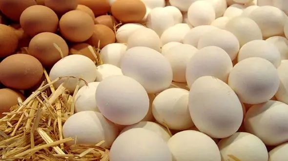 نرخ هر شانه تخم مرغ درب مرغداری