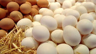 نرخ هر شانه تخم مرغ درب مرغداری