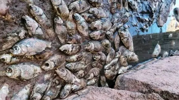 سیل الیگودرز مرگ ۱۰۰۰ تن ماهی را رقم زد+فیلم