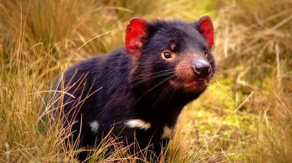 گونه در معرض خطر "شیطان تاسمانی" دوباره زنده می شود