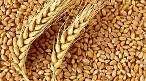 پرونده گندم های گمشده گلستان تعیین وقت شد