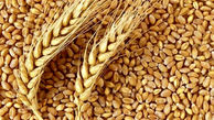 خرید ۱۰.۵ میلیون تن گندم مازاد بر نیاز کشاورزان در سال جاری