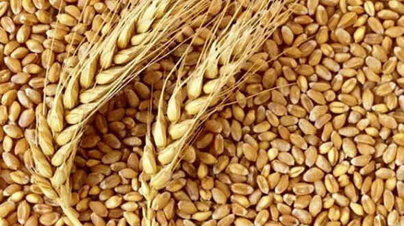 پرونده گندم های گمشده گلستان تعیین وقت شد