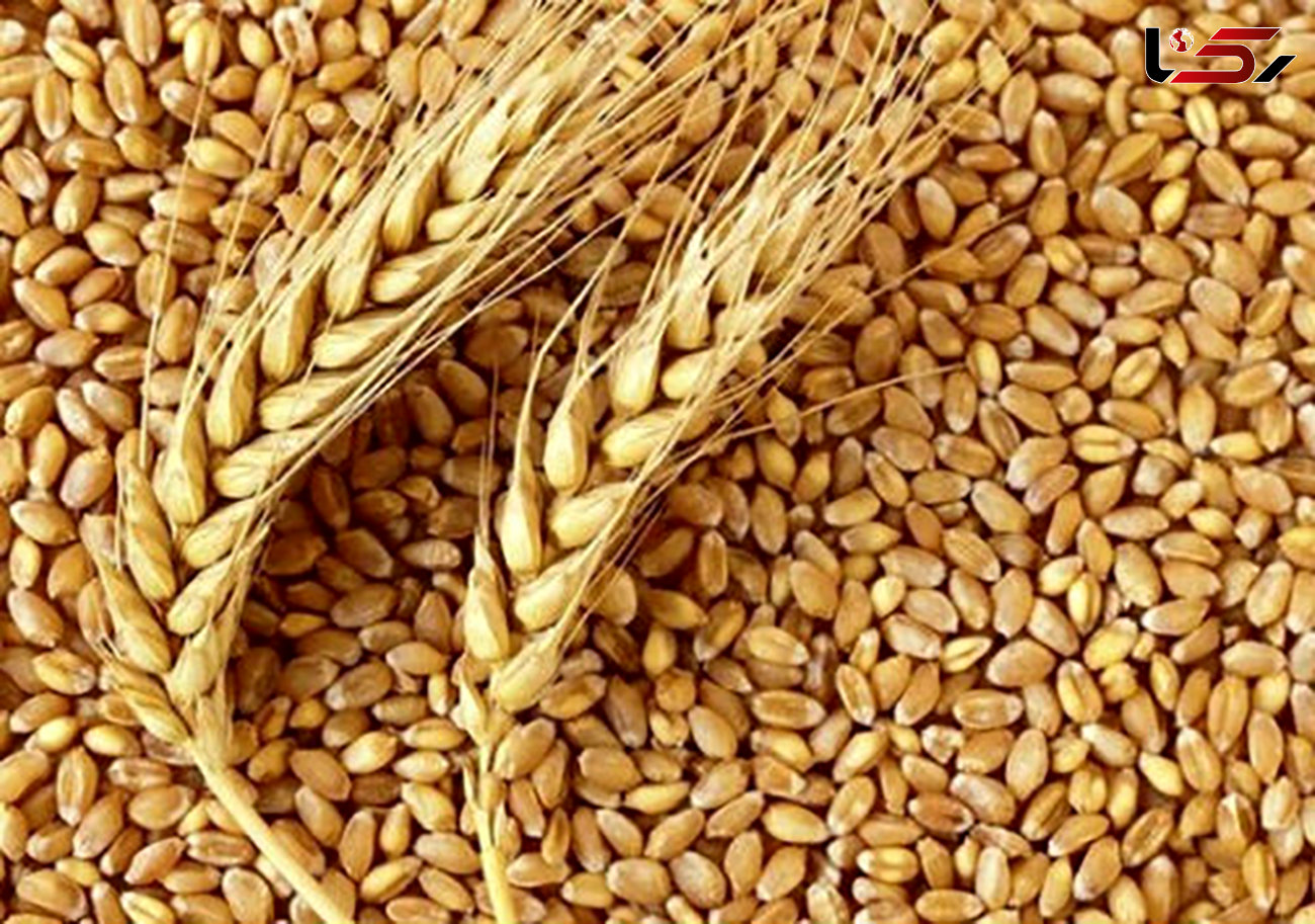 خرید ۱۰.۵ میلیون تن گندم مازاد بر نیاز کشاورزان در سال جاری