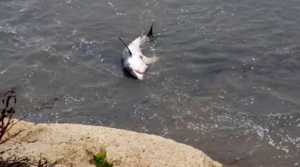 خودکشی تلخ کوسه در ساحل + فیلم  تکاندهنده