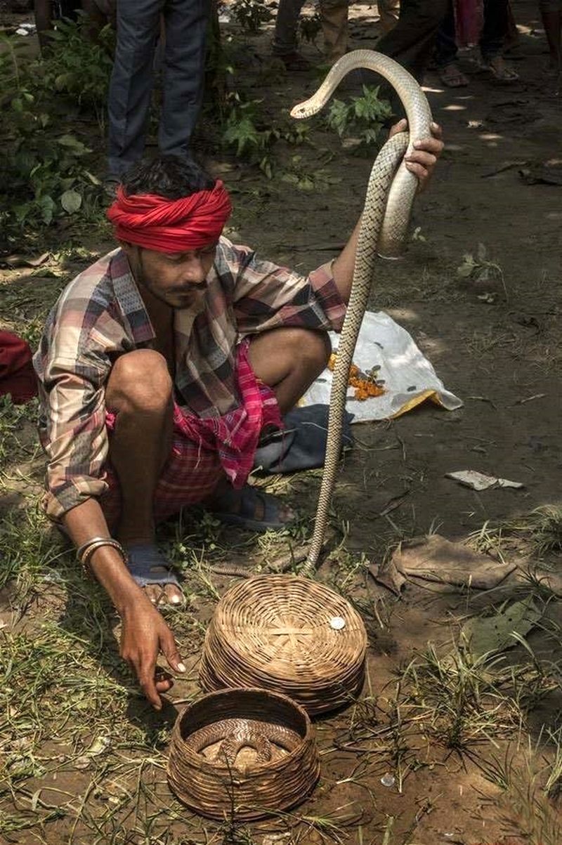 مار سمی