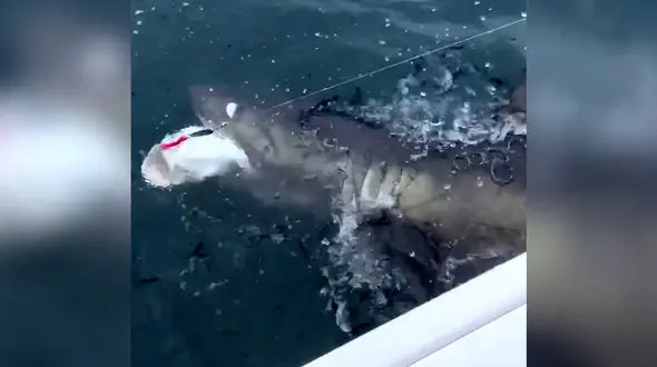 درگیری ماهیگیر با کوسه بزرگ بر سر یک ماهی به قلاب افتاده + فیلم