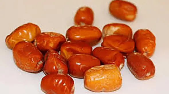 آموزش تزئین سنجد سفره هفت سین + عکس