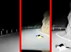 فیلم ریزش کوه پس از توقف ماشین در جاده توسط حیوان کوچک