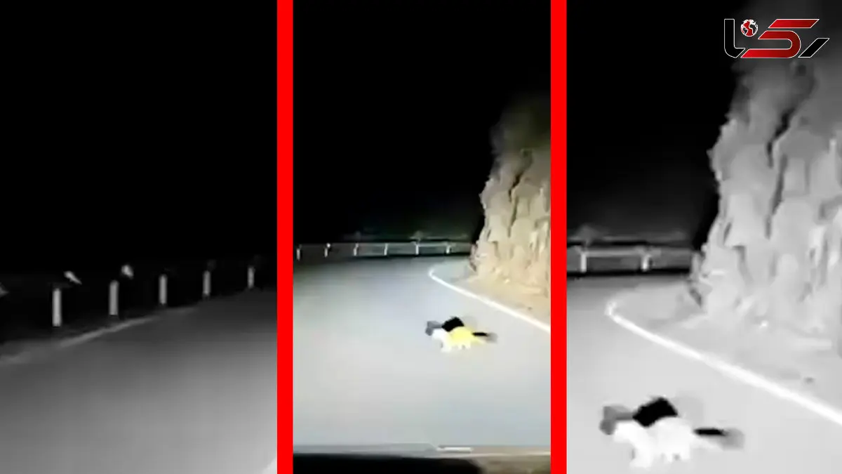 فیلم ریزش کوه پس از توقف ماشین در جاده توسط حیوان کوچک