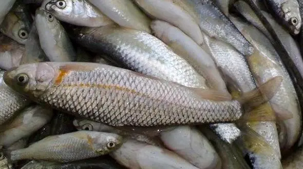کشف بیش از  یک تن ماهی سفید قاچاق در بندرگز