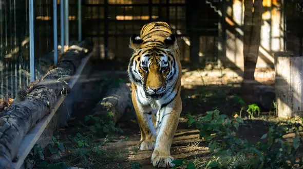 مرگ پیرترین ببر سیبری ایران در باغ وحش ارم