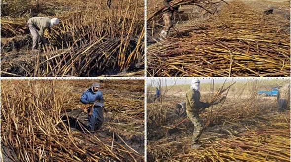 کارگران نیشکر «پای کار ایران» ایستاده‌اند/جان‌فشانی در سنگر تولید